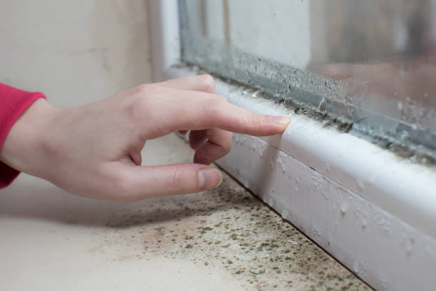 Best Industrial Mold Remediation  in South Wilton, CT