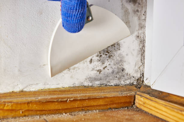 Trusted South Wilton, CT Mold Removal Experts